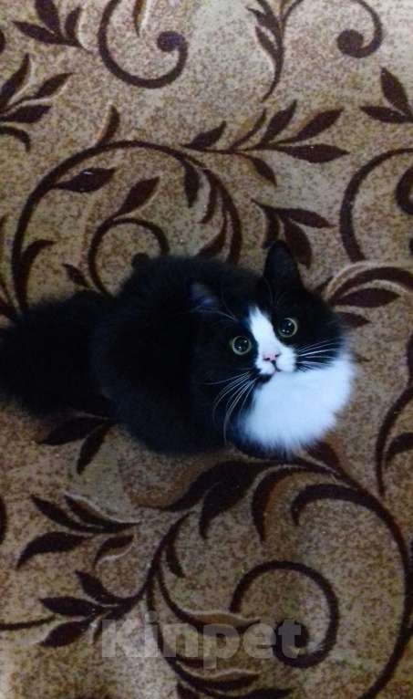 Кошки в Ульяновске: Пропала кошка в 2021 , просим вернуть за вознаграждение  Девочка, 500 руб. - фото 3