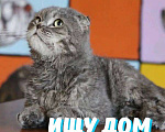 Кошки в Москве: Бывшедомашнему котику некуда идти! Мальчик, Бесплатно - фото 6