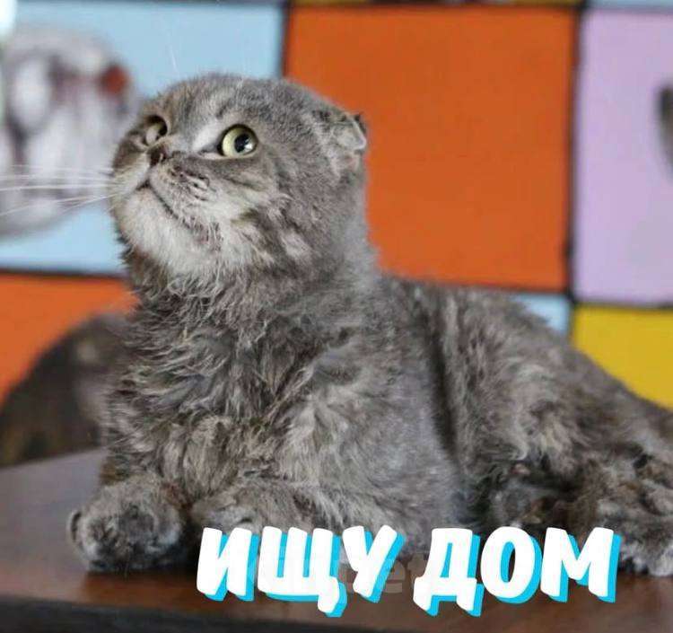 Кошки в Москве: Колобочку некуда идти! Мальчик, Бесплатно - фото 5