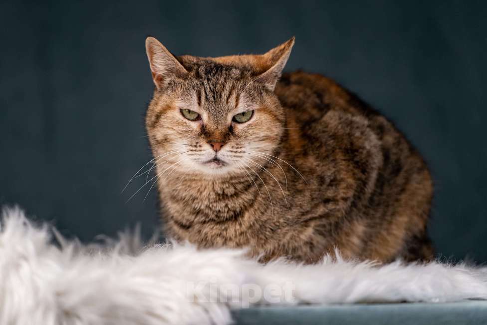 Кошки в Клине: Мадам — необычная кошечка Девочка, Бесплатно - фото 10