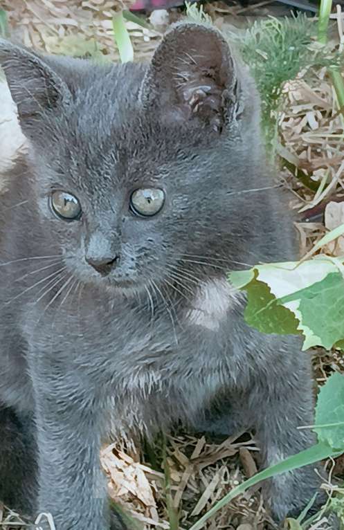 Кошки в Ростове-на-Дону: Дымка Девочка, 1 руб. - фото 3