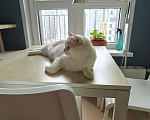 Кошки в Москве: Британский короткошёрстный домашний кот ищет новых хозяев Мальчик, Бесплатно - фото 6