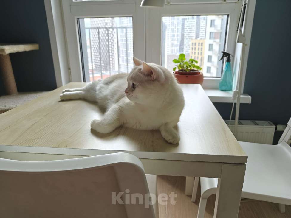 Кошки в Москве: Британский короткошёрстный домашний кот ищет новых хозяев Мальчик, Бесплатно - фото 6