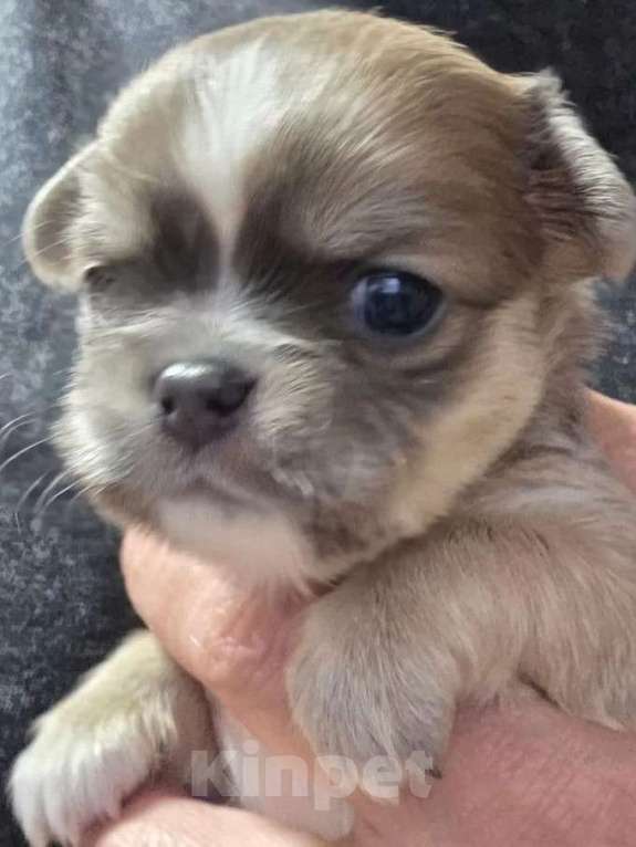 Собаки в других городах Московской области: Щенки чихуахуа длинношерстный мальчик Мальчик, 50 000 руб. - фото 2