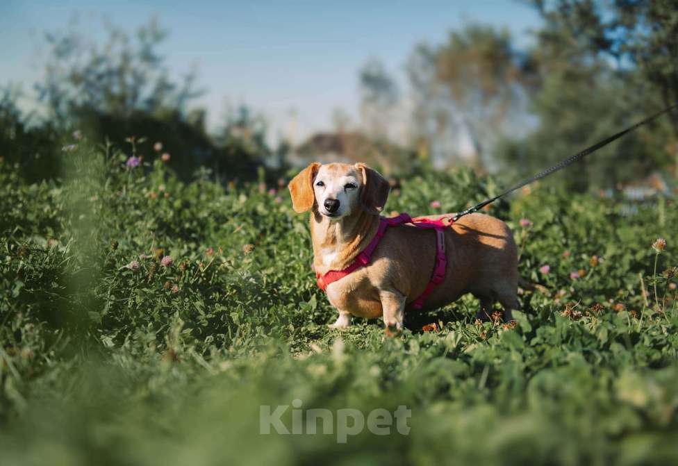 Собаки в Москве: Мокко Девочка, Бесплатно - фото 1