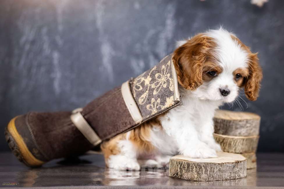 Собаки в Ярославле: Замечательный малыш Мальчик, 60 000 руб. - фото 2