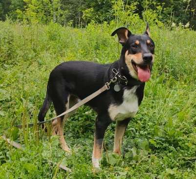 Собаки в Москве: Байрон ищет семью! Мальчик, 1 руб. - фото 3