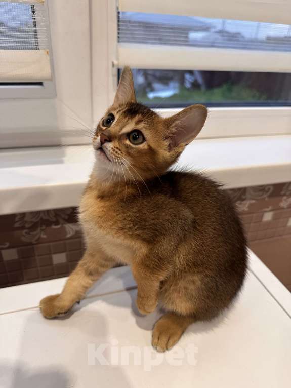 Кошки в Тюмени: Абиссинский котенок  Мальчик, 18 000 руб. - фото 4