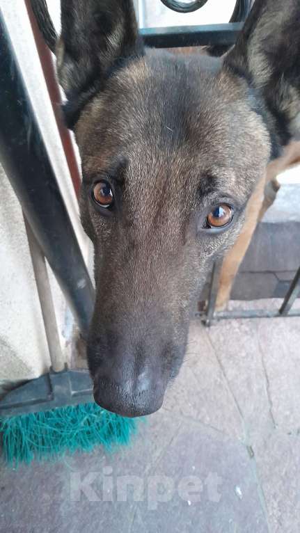 Собаки в Москве: отдам овчарку малинуа в заботливые руки Мальчик, Бесплатно - фото 2