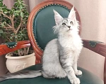 Кошки в Таганроге: Кошка Мейн-кун в брид Девочка, 150 000 руб. - фото 3