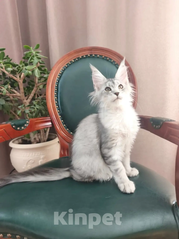 Кошки в Таганроге: Кошка Мейн-кун в брид Девочка, 150 000 руб. - фото 3