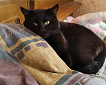 Кошки в Шахте: Пушистый полубританец - Хока Мальчик, 10 руб. - фото 6