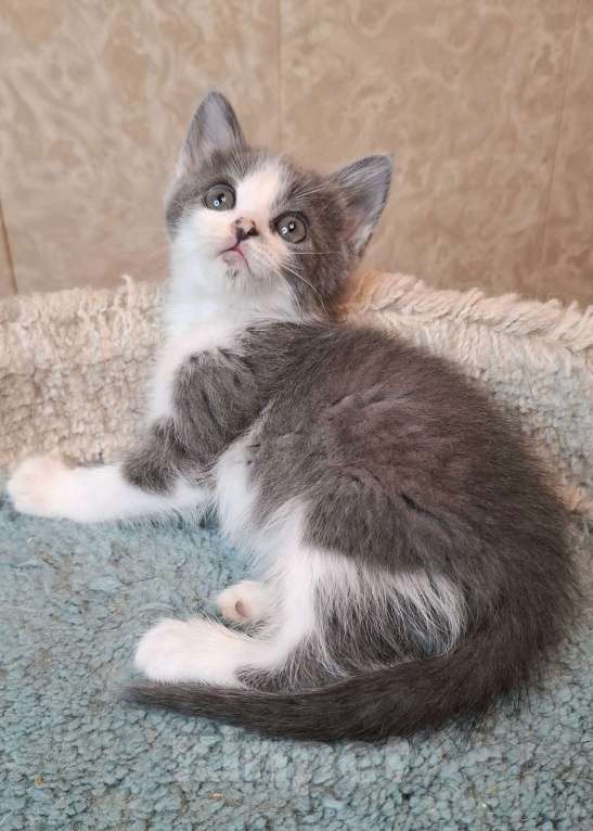 Кошки в Москве: Бело-голубой котенок в добрые руки  Мальчик, Бесплатно - фото 4