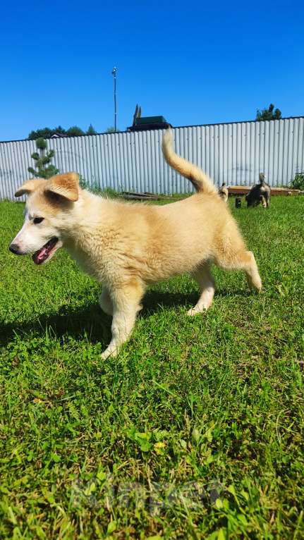 Собаки в других городах Московской области: Нежа в добрые руки Девочка, Бесплатно - фото 9
