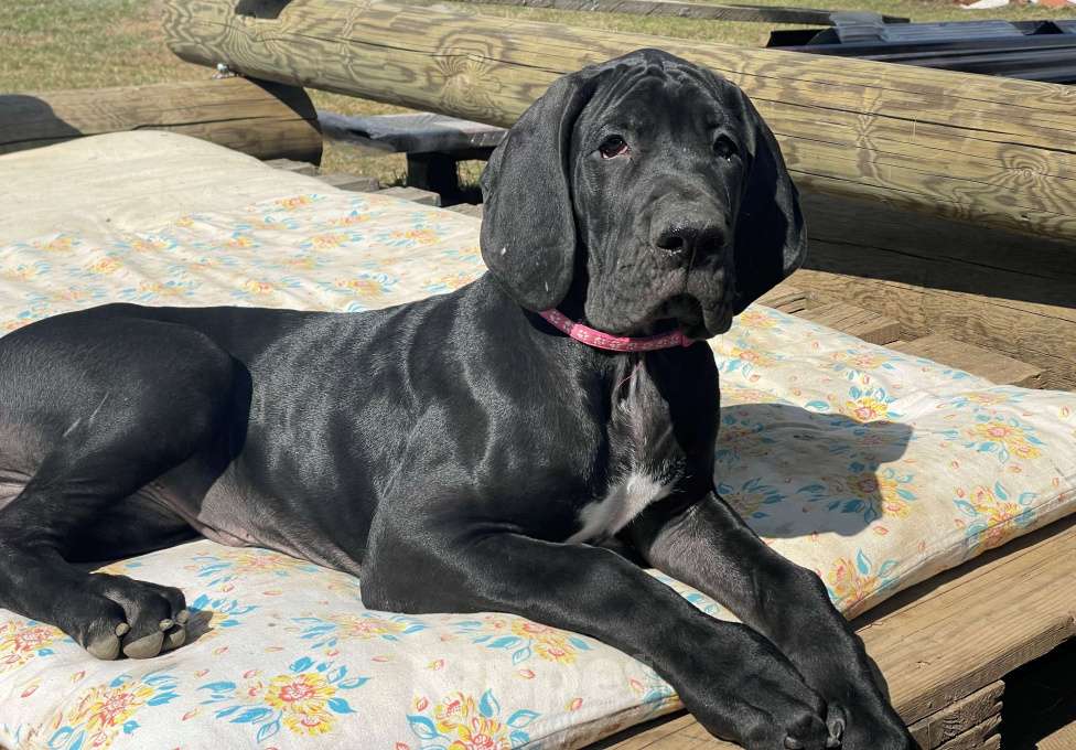 Собаки в Екатеринбурге: Щенки немецкого дога Разнополые, Бесплатно - фото 2