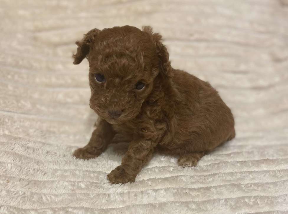 Собаки в Санкт-Петербурге: Очаровательная малышка той пудель девочка ред Браун  Девочка, Бесплатно - фото 3