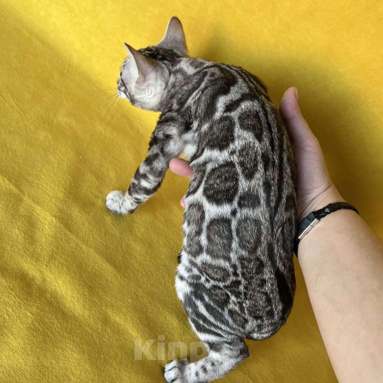 Кошки в Москве: Яркая девочка бенгальской породы Девочка, Бесплатно - фото 8