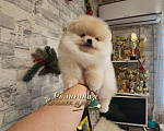 Собаки в Москве: Супер меховой мальчик померанского шпица питомник РКФ Мальчик, Бесплатно - фото 3
