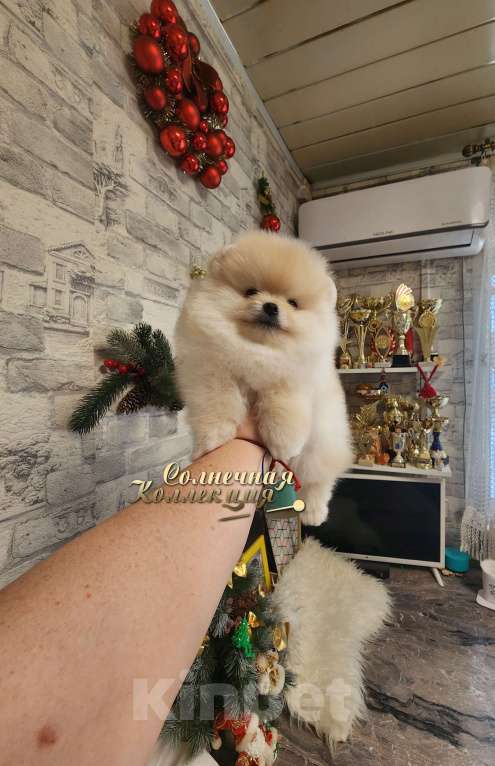 Собаки в Москве: Супер меховой мальчик померанского шпица питомник РКФ Мальчик, Бесплатно - фото 3