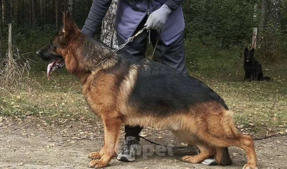 Собаки в Екатеринбурге: Щенки немецкой овчарки Разнополые, Бесплатно - фото 5