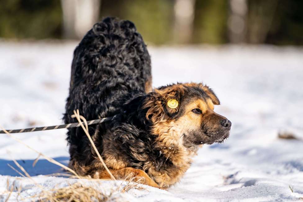Собаки в Клине: Шарпундель - прикольный пёс Мальчик, Бесплатно - фото 4