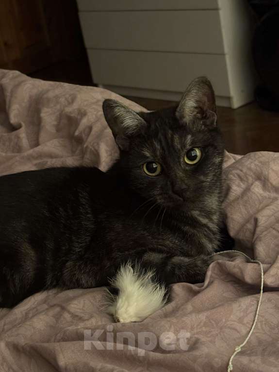 Кошки в Казани: Отдам кошку бесплатно, стерилизована  Девочка, Бесплатно - фото 1