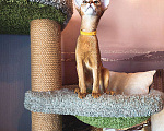 Кошки в Комсомольске-На-Амуре: Абиссинская кошка  Девочка, 35 000 руб. - фото 6