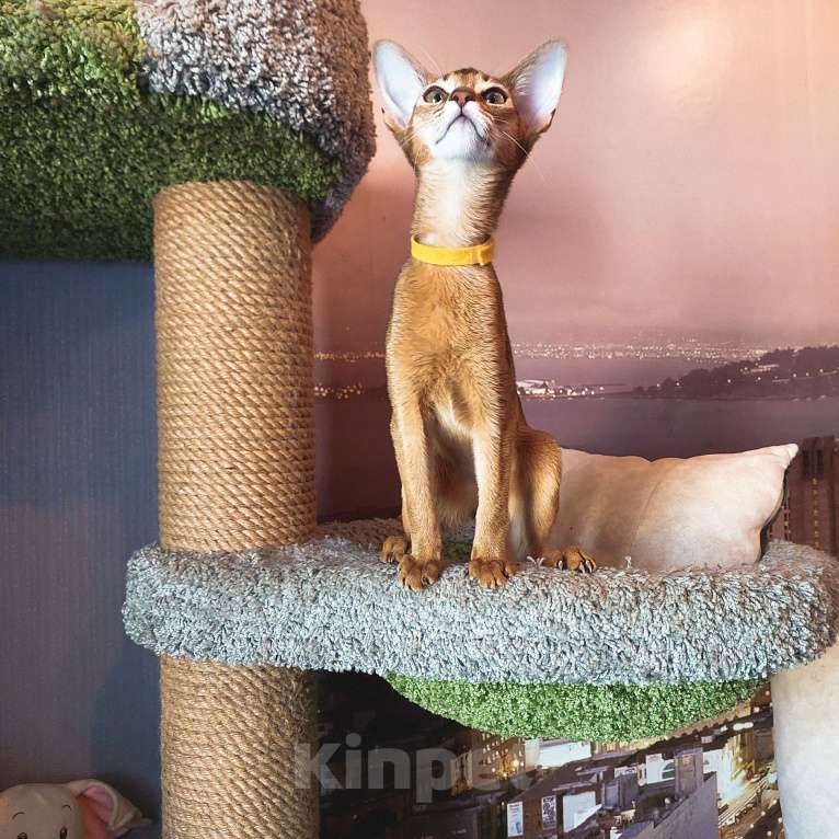 Кошки в Комсомольске-На-Амуре: Абиссинская кошка  Девочка, 35 000 руб. - фото 6