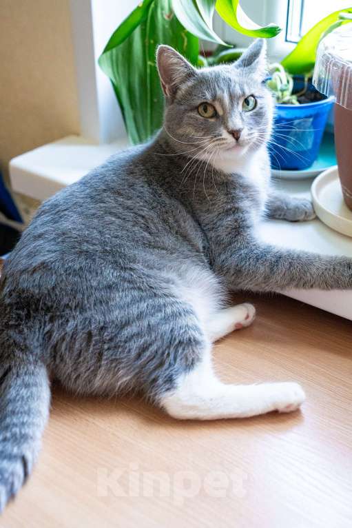 Кошки в Нижнем Новгороде: кошечка из домашнего приюта Девочка, Бесплатно - фото 2