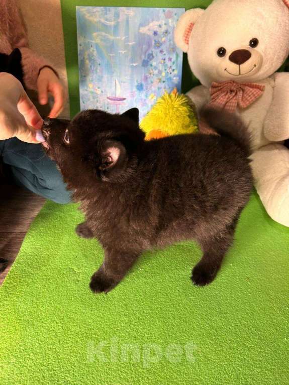 Собаки в Волгограде: Мальчик Схипперке  Мальчик, 50 000 руб. - фото 4