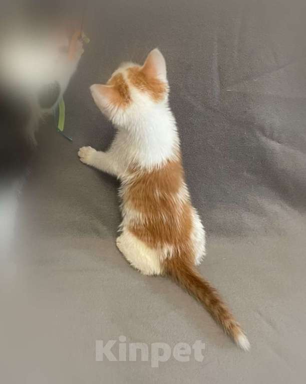 Кошки в Санкт-Петербурге: Солнечный малыш ищет дом Мальчик, Бесплатно - фото 4