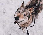 Собаки в Екатеринбурге: Лайка Ласка ищет дом (не для охоты), Бесплатно - фото 2