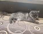 Кошки в Новохоперске: Мейн-кун, 3 500 руб. - фото 3