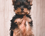 Собаки в Москве: Йоркширский терьер  Мальчик, 27 000 руб. - фото 1