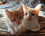 Кошки в Краснодаре: Котенок Мальчик, 100 руб. - фото 5