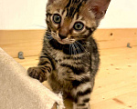 Кошки в Москве: Бенгальский котенок  Девочка, 50 000 руб. - фото 2