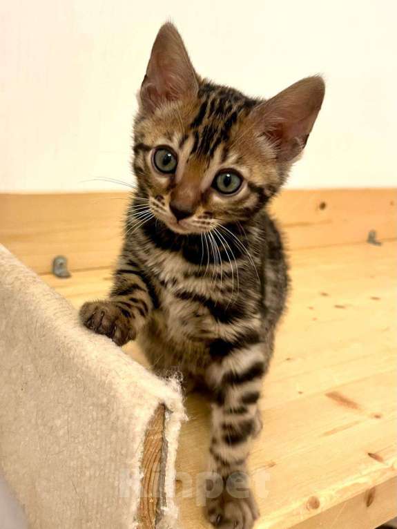Кошки в Москве: Бенгальский котенок  Девочка, 50 000 руб. - фото 2