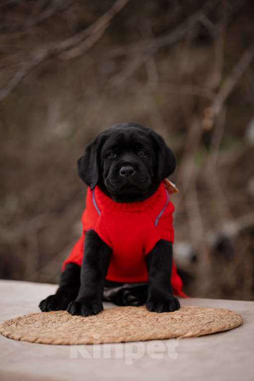 Собаки в Новороссийске: черный парень Мальчик, Бесплатно - фото 1