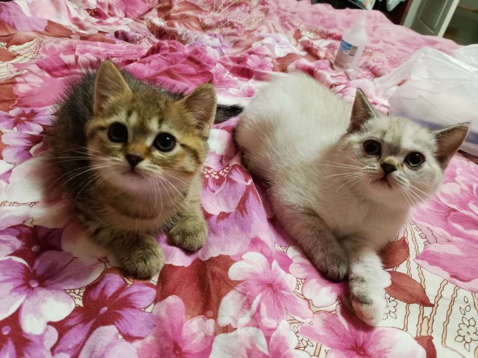 Кошки в Москве: Шотландские котята  Девочка, 10 000 руб. - фото 3