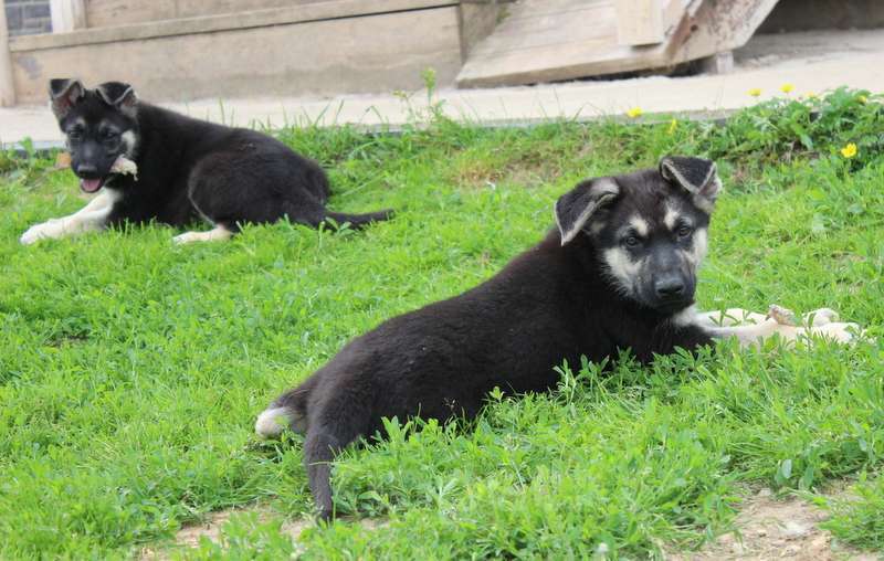 Собаки в Москве: Радомир Мальчик, 50 000 руб. - фото 9