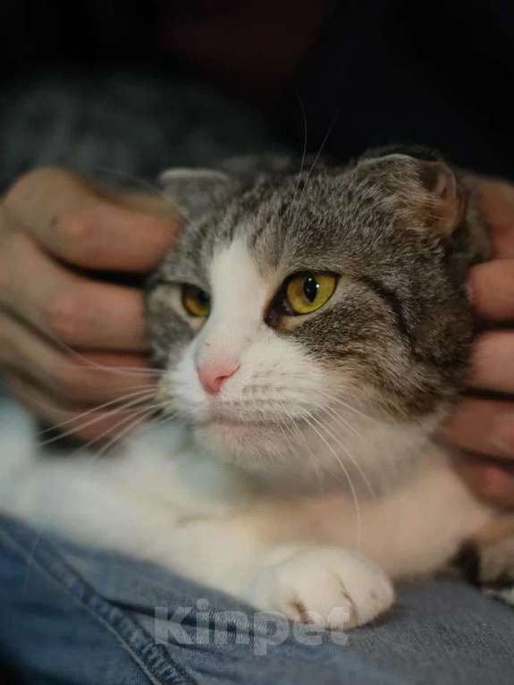 Кошки в Санкт-Петербурге: Ласковая Зена из приюта в добрые руки Девочка, Бесплатно - фото 2