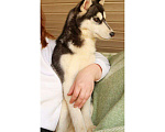 Собаки в Долгопрудном: Щенок Хаски ( девочка )  Девочка, 10 000 руб. - фото 1