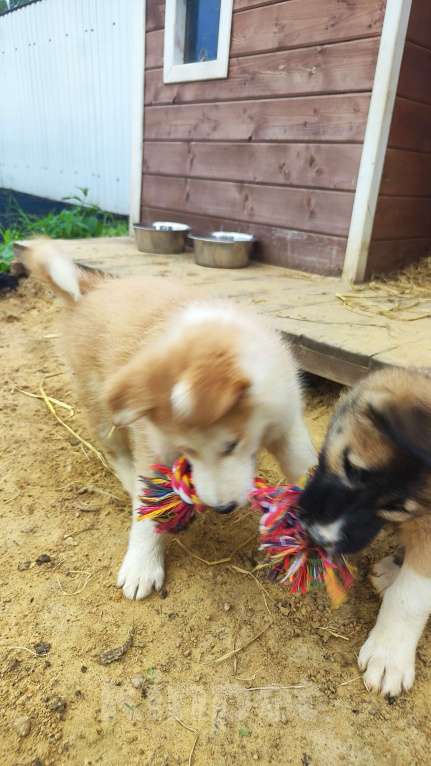 Собаки в других городах Московской области: Нежа в добрые руки Девочка, Бесплатно - фото 5