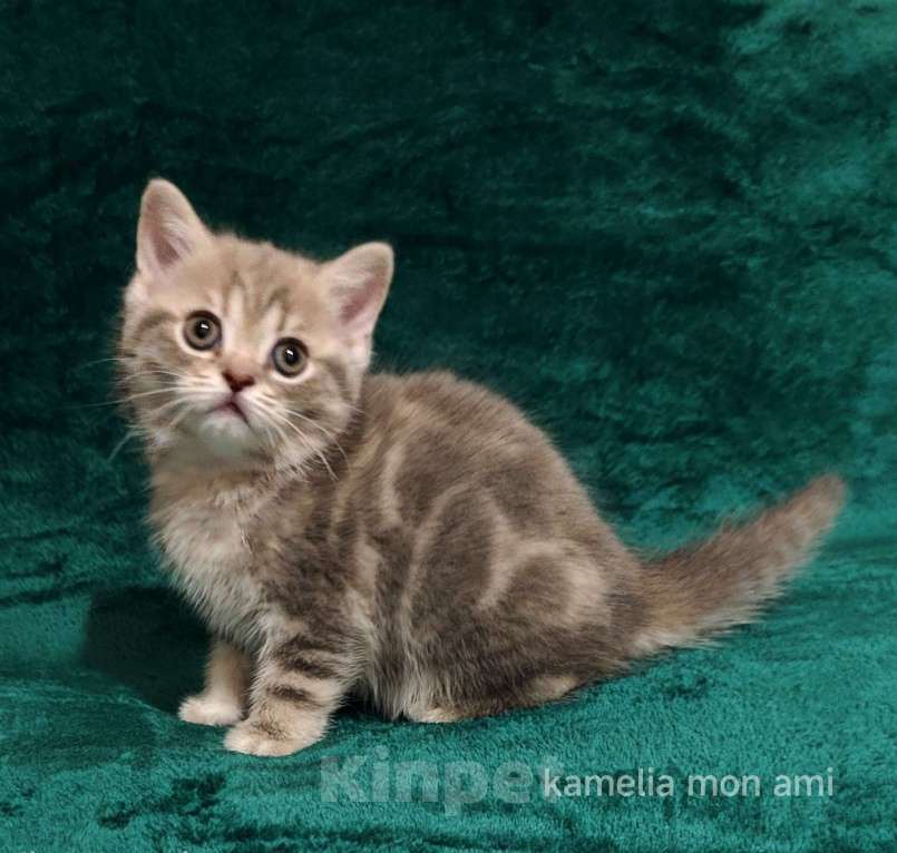 Кошки в Санкт-Петербурге: Ласковая шотландская малышка Девочка, Бесплатно - фото 1