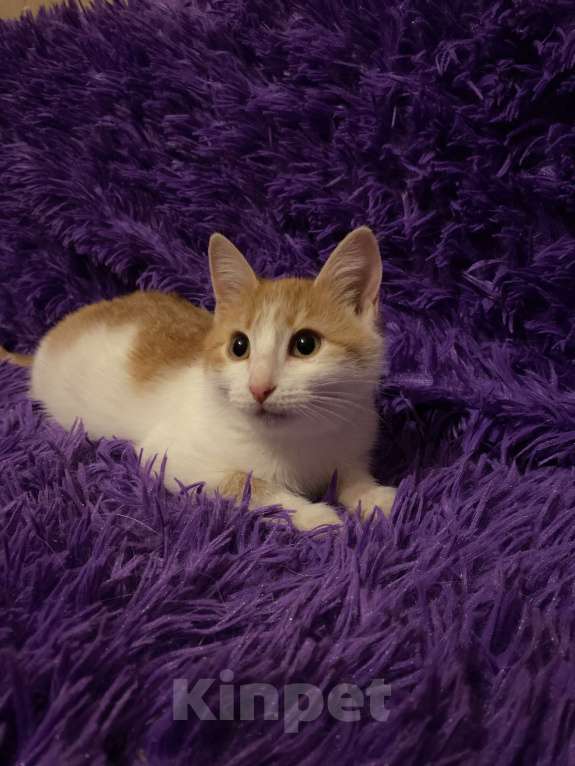 Кошки в Москве: Диана, 3 месяца, в добрые руки Девочка, Бесплатно - фото 9