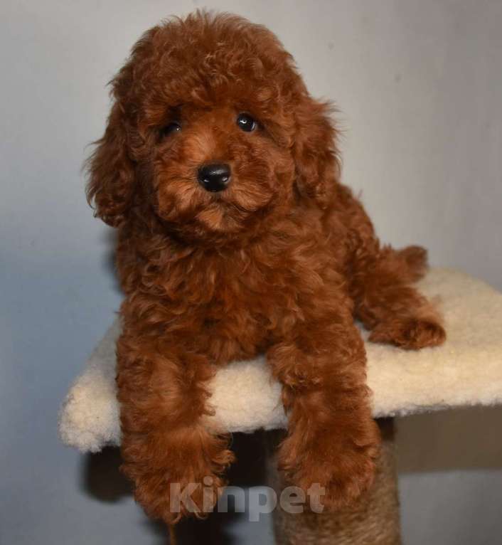 Собаки в Москве: Той-пудель девочка 1 Девочка, 150 000 руб. - фото 7