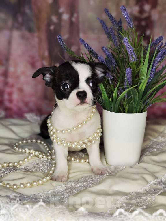 Собаки в Сергиеве Посаде: Девочка Кобби тип Девочка, 25 000 руб. - фото 3