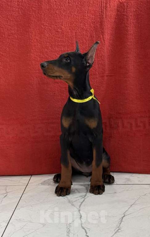 Собаки в Казани: Щенок добермана девочка Девочка, 60 000 руб. - фото 1