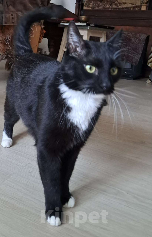 Кошки в Москве: Кеша внесет распорядок в вашу жизнь Мальчик, Бесплатно - фото 4