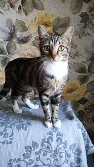 Котёнок ищет дом